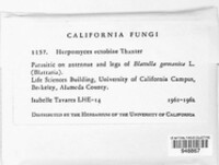 Image of Herpomyces ectobiae